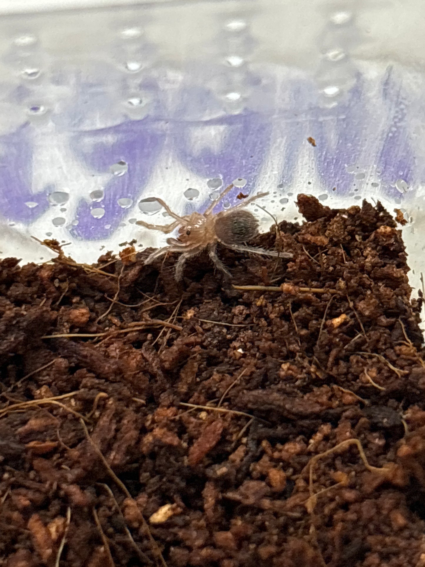 Homoeomma chilense (Chilean Flame)