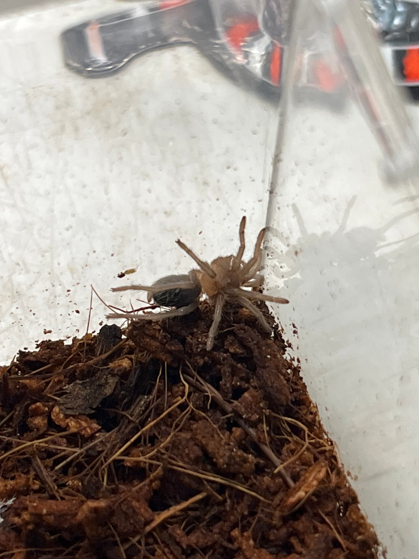 Aphonopelma burica (Costa Rican Blue Front)