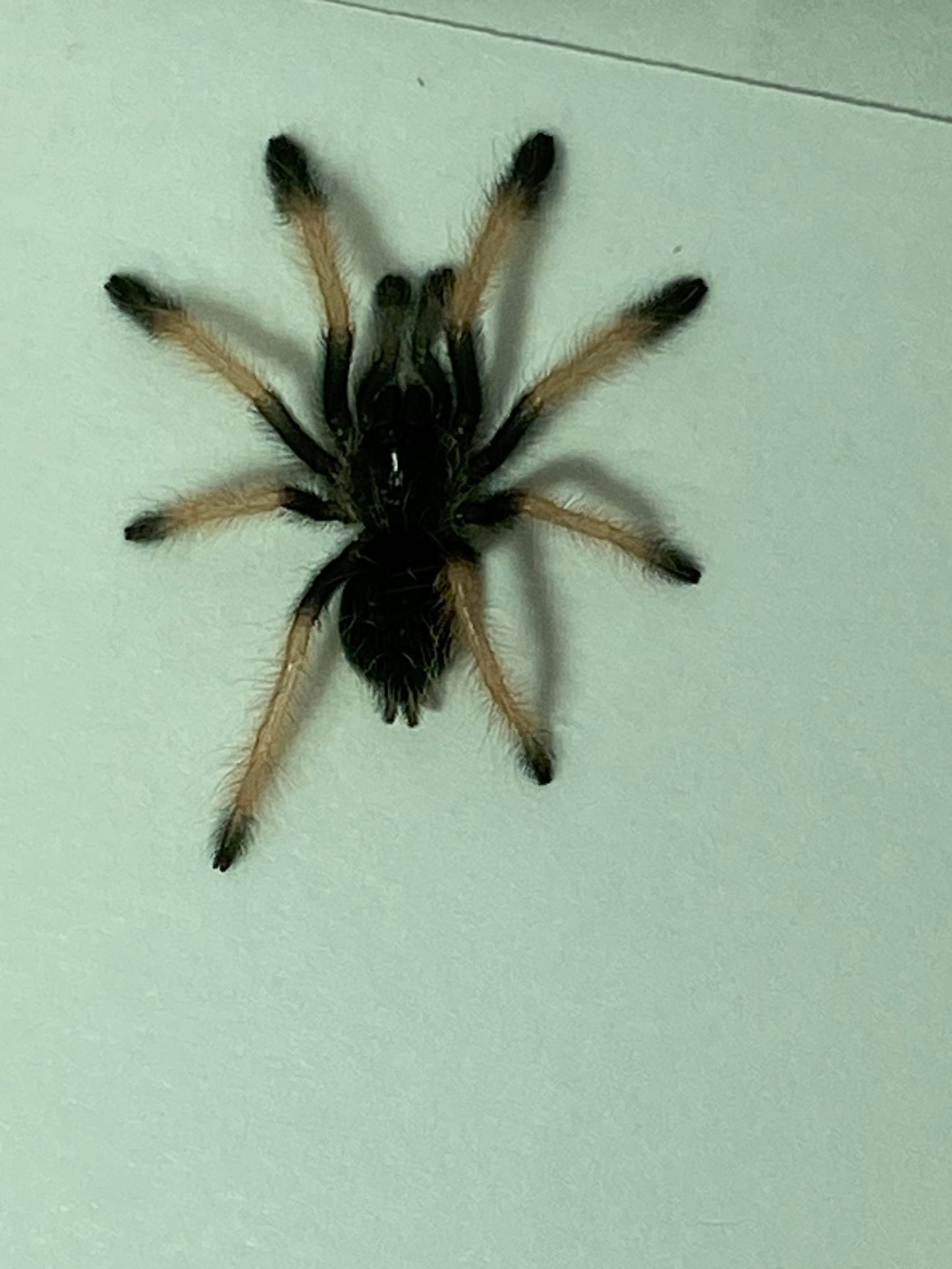 Psalmopoeus Emeraldus (Emerald Chevron)