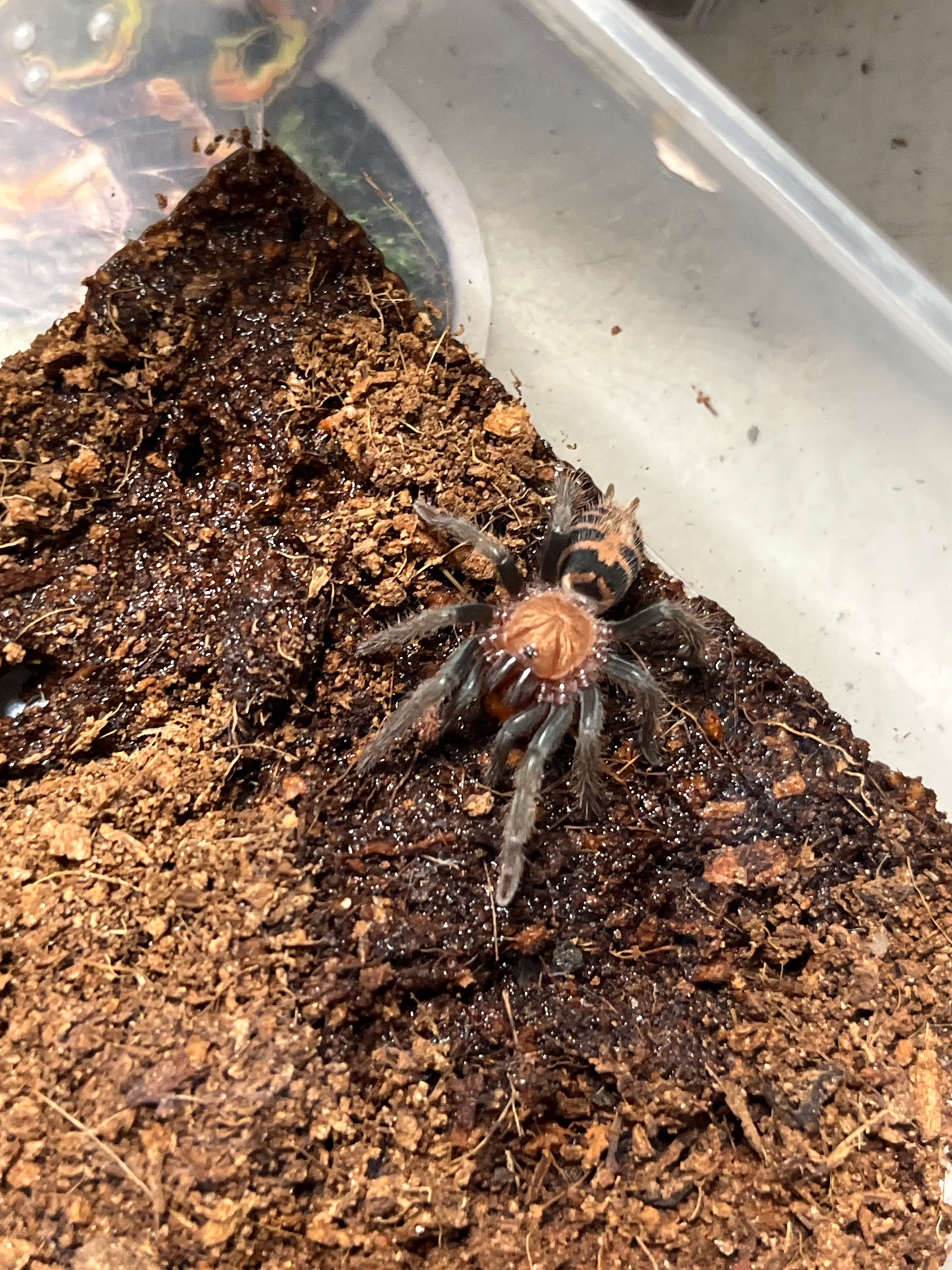 Davus Pentaloris (Guatemalan Tiger Rump)