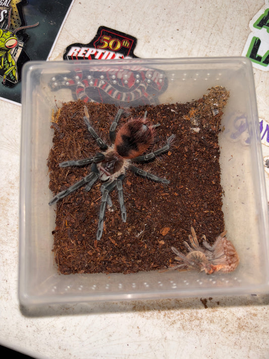 Pamphobeteus sp. Cascada (Cascada Giant Birdeater) 3 inch female