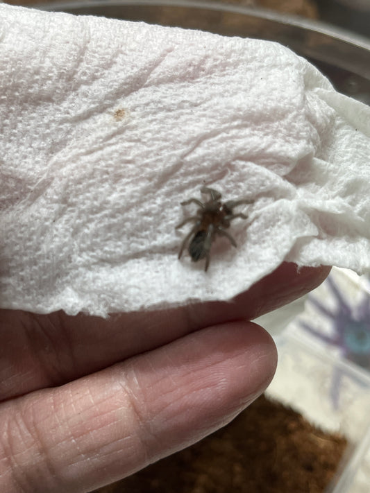 Tliltocatl kahlenbergi .5 in