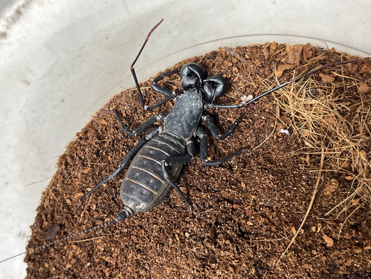Typopeltis guangxiensis (Guangxi vinegaroon) 2-3 inch