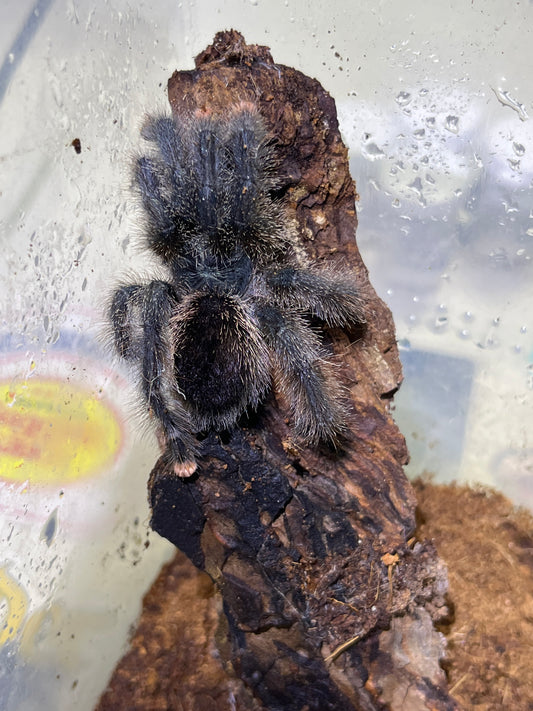 Avicularia avicularia M6 (Metallic Pink toe) 3-4-5 in females WC