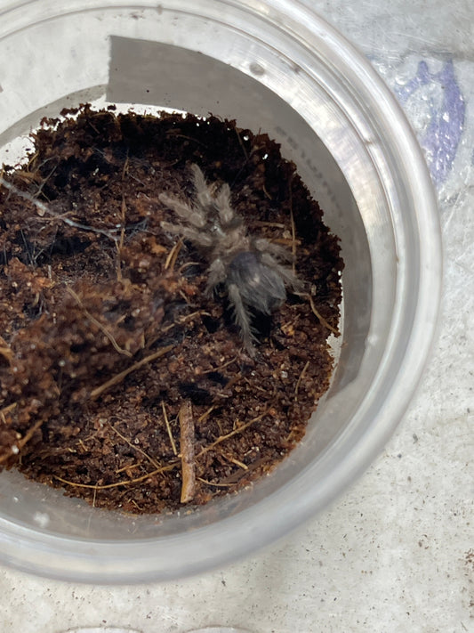 Cyriocosmus sp pinturas .75 in