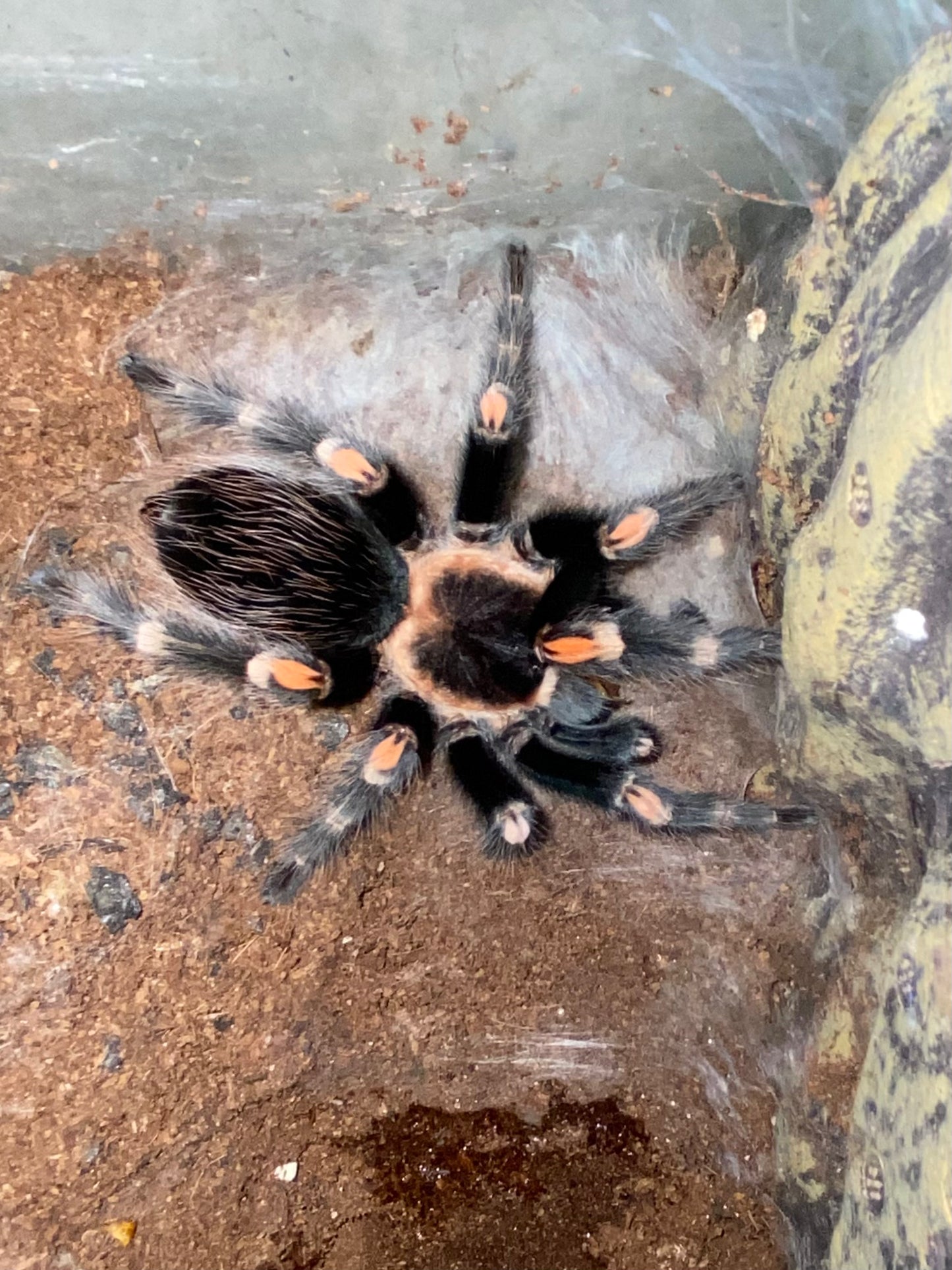 Brachypelma Auratum (Mexican Flame Knee)