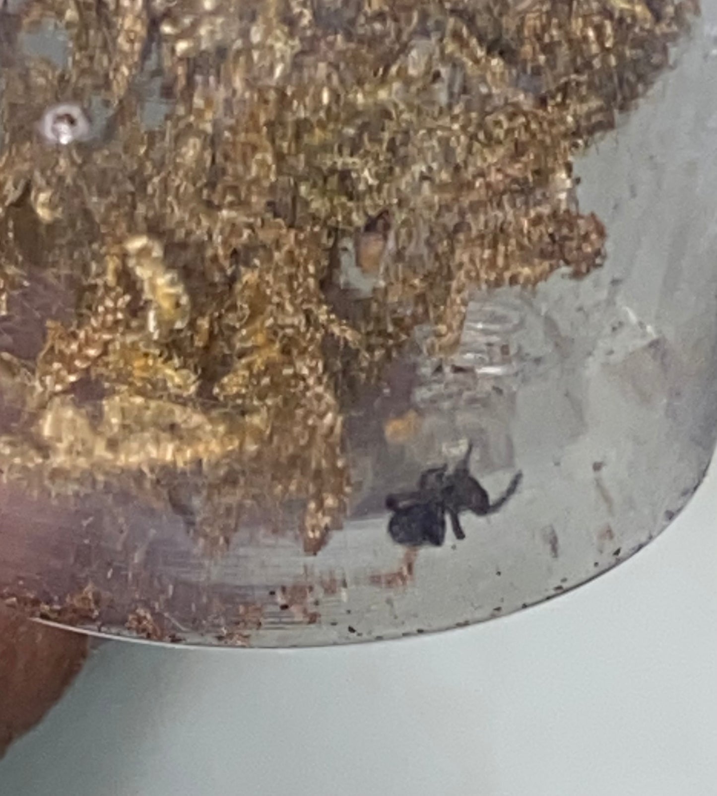Eresus Walckenaeri .125 in