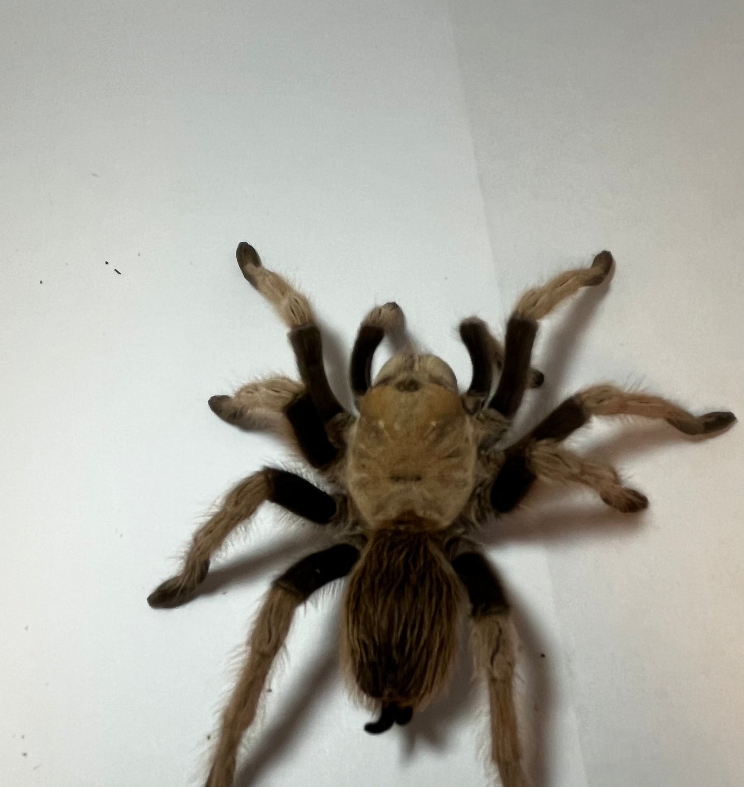 Aphonopelma Chalcodes (Arizona Blond) WC