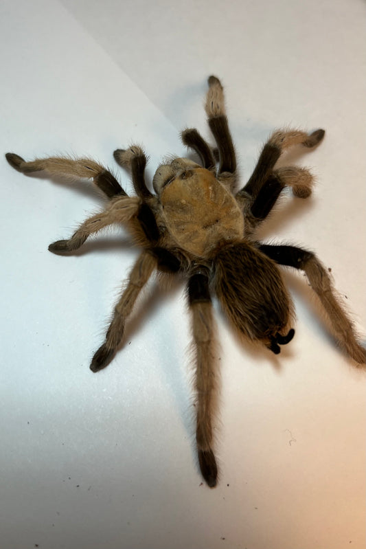 Aphonopelma Chalcodes (Arizona Blond) WC