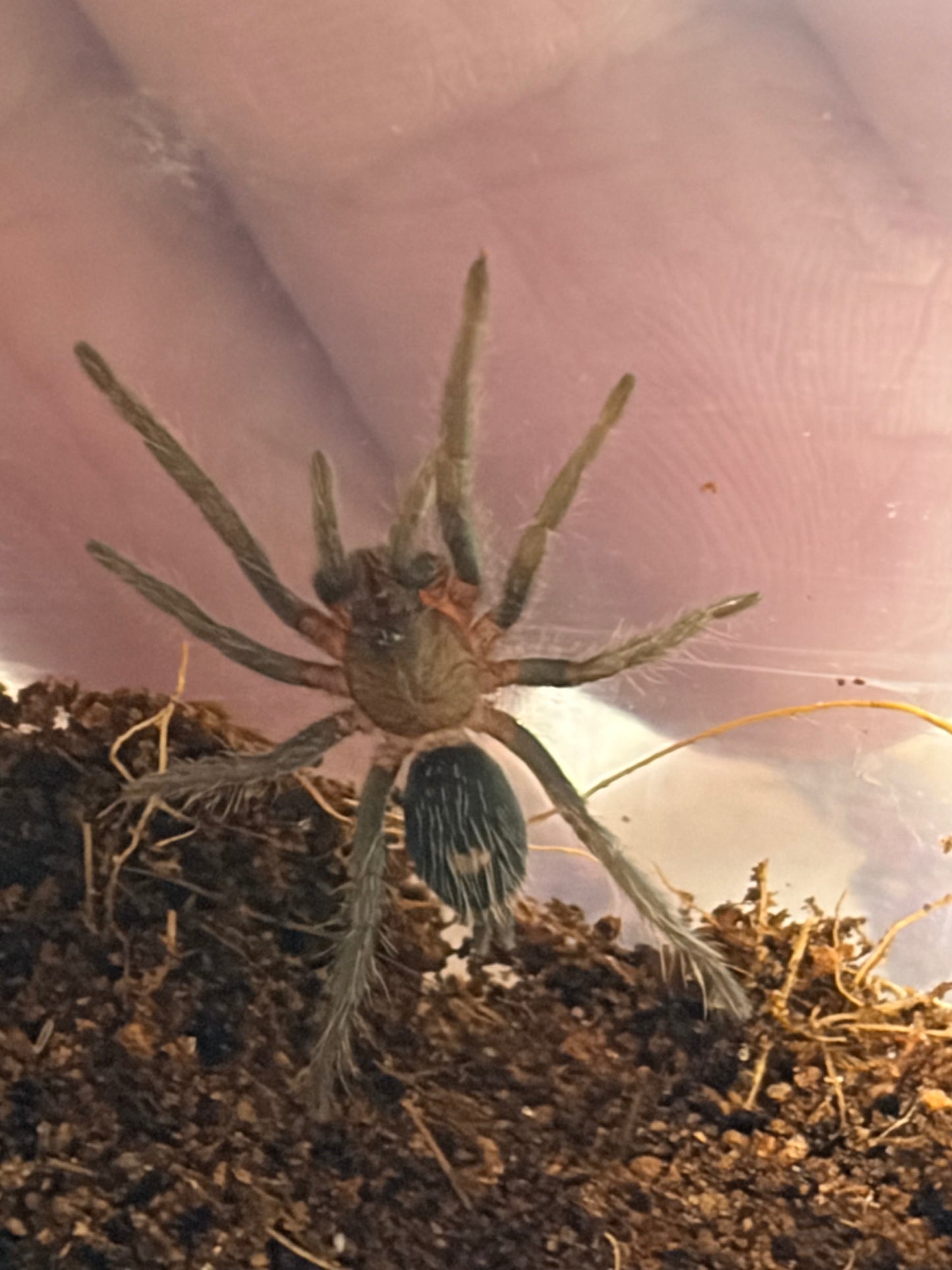 Cyriocosmus sp pinturas .75 in