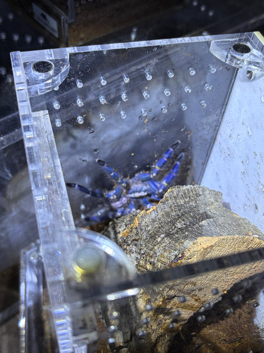 Poecilotheria Metallica (Gooty Sapphire Ornamental) 3 in
