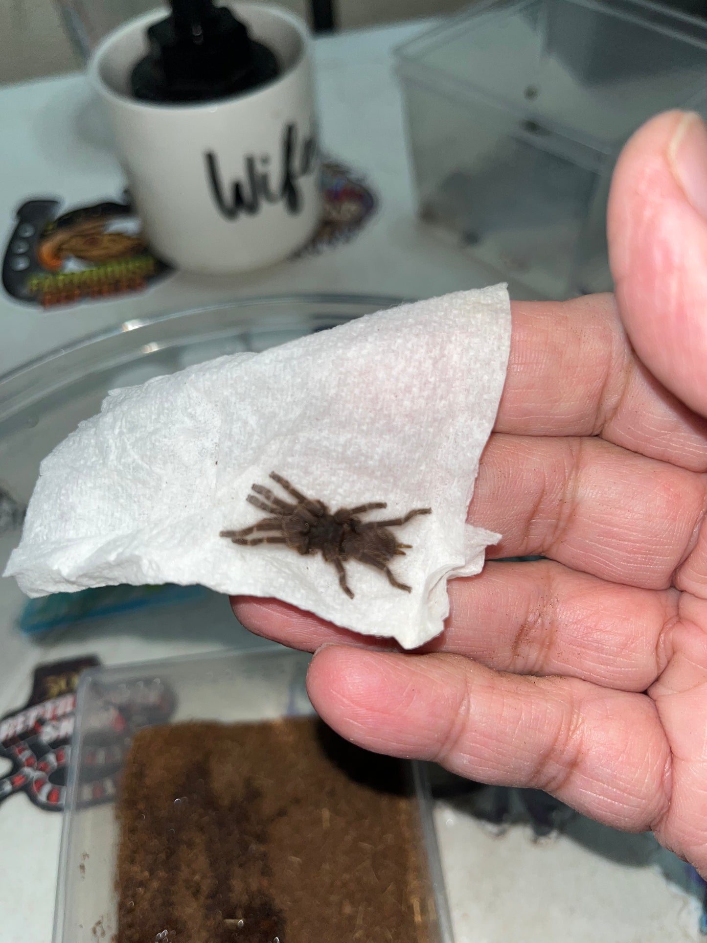 Psednocnemis Brachyramosa (Malaysian Blue Femur) 1.5 in