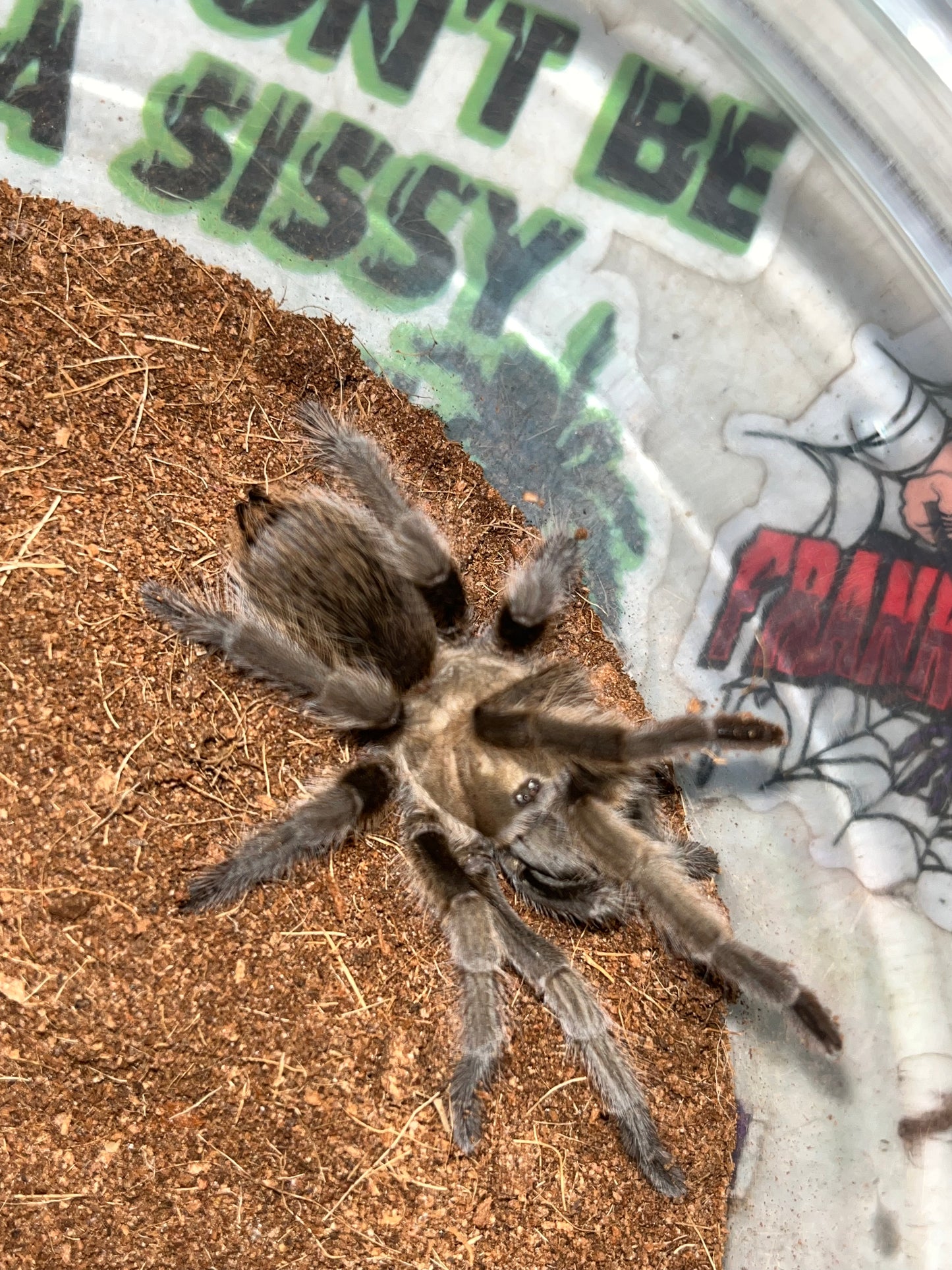 Aphonopelma gabeli 3 in