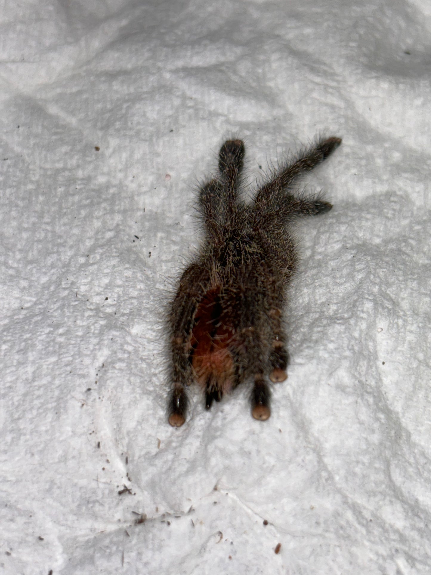 Avicularia Juruensis M2 (Peruvian Purple Pinktoe) .5 in