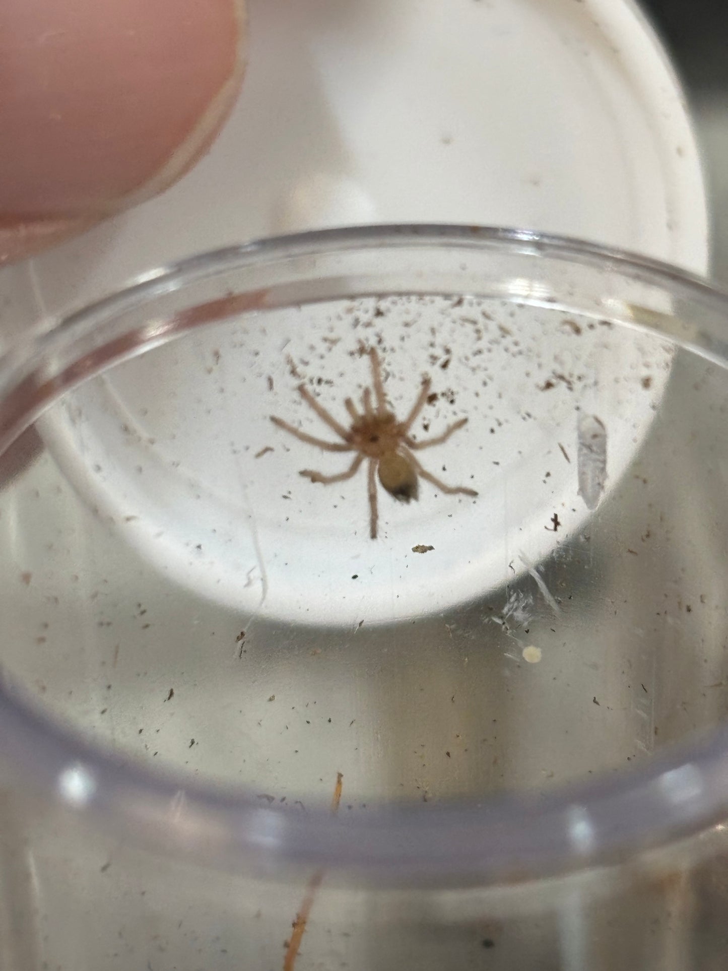 Aphonopelma hentzi 1/4 in