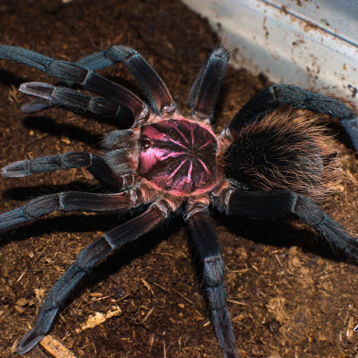 Xenesthis sp megascopula (Fluffy Giant) 2 inch