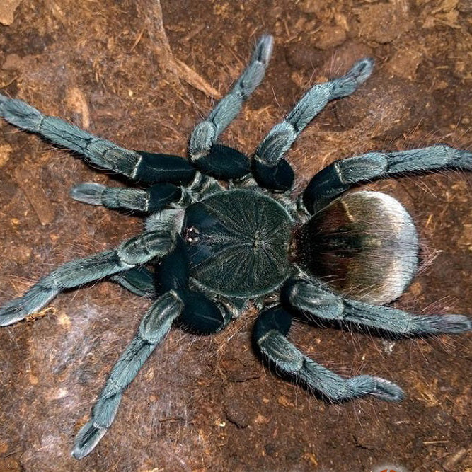 Pamphobeteus sp Santa Domingo Goliath