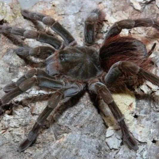 Megaphobema velvetosoma 1.5 in