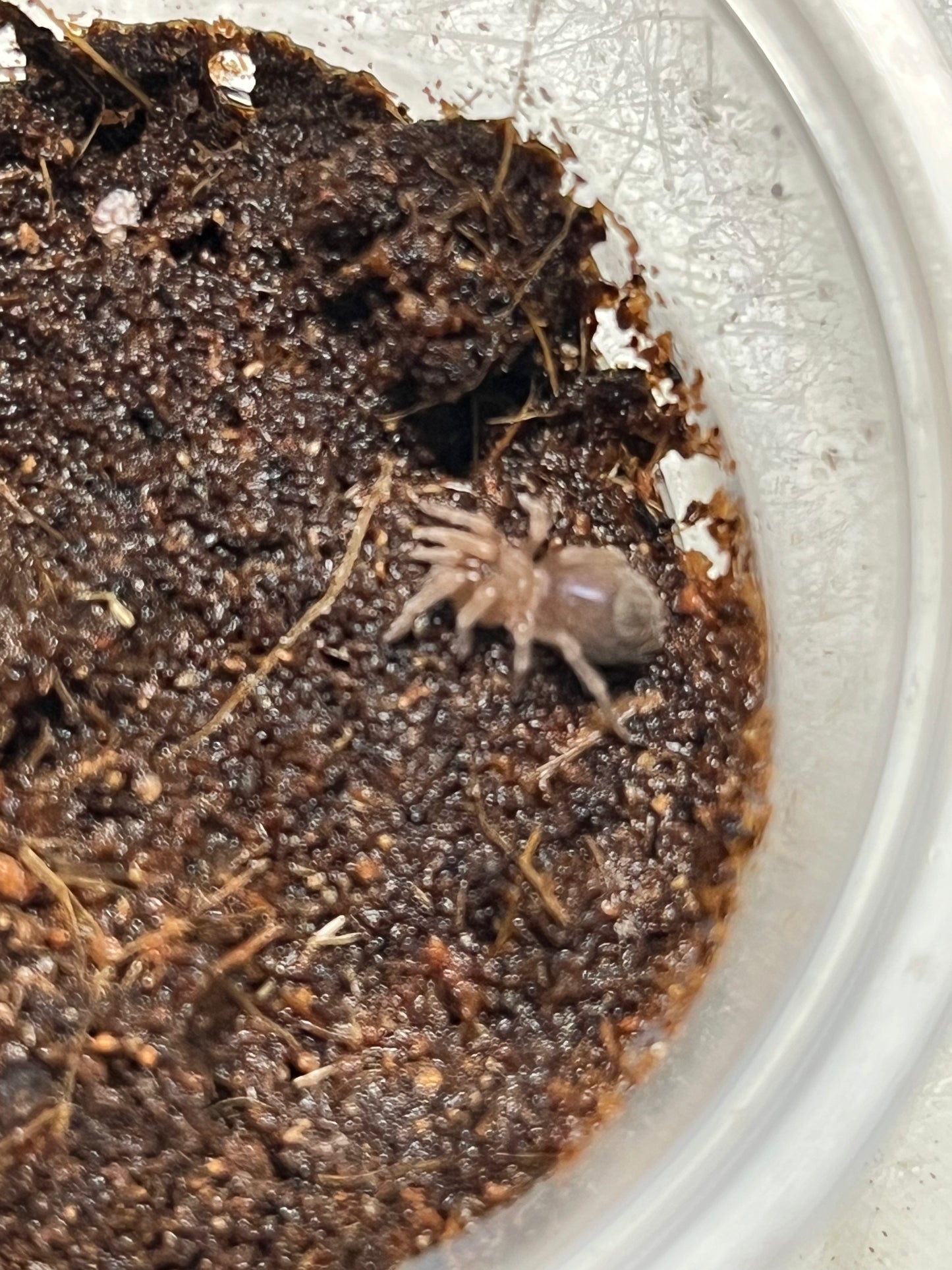 Eupalaestrus campestratus