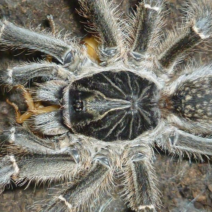 Ceratogyrus meridionalis .5 in