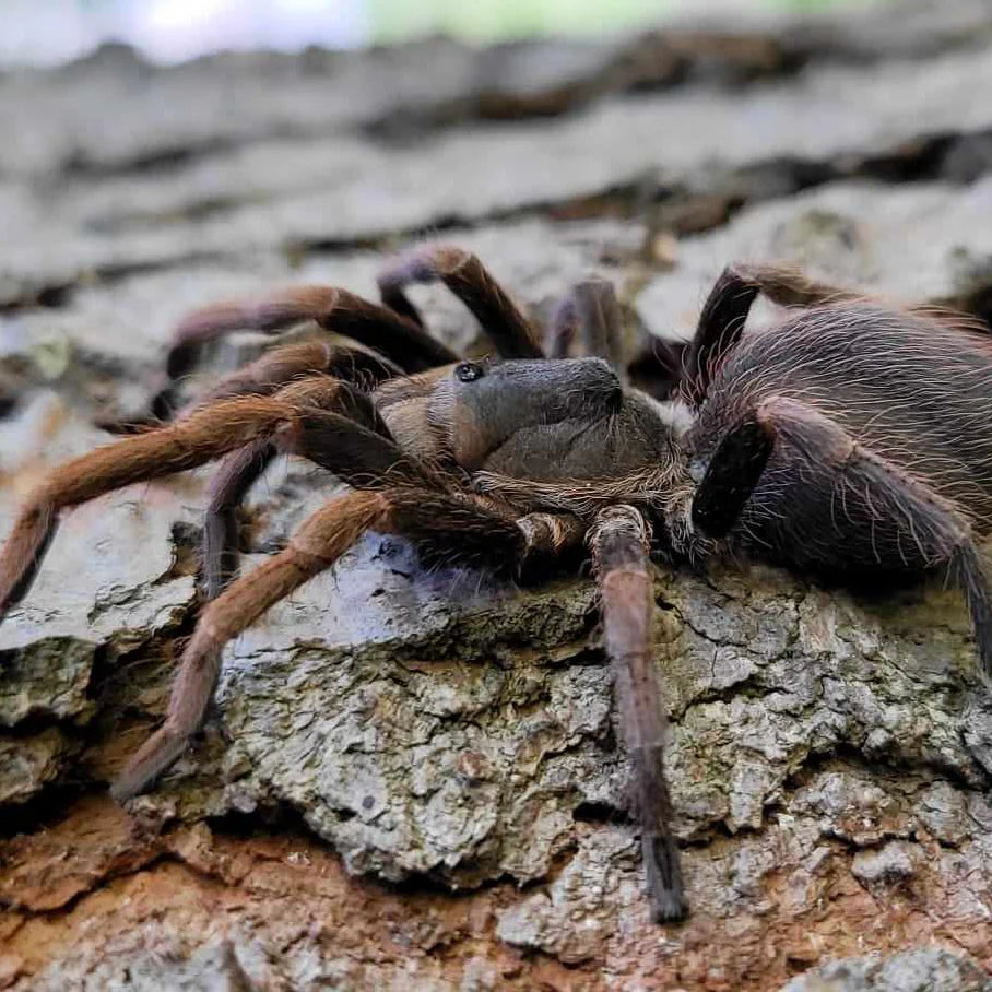 Cyrtopholis sp Horned (Dominican Horned)