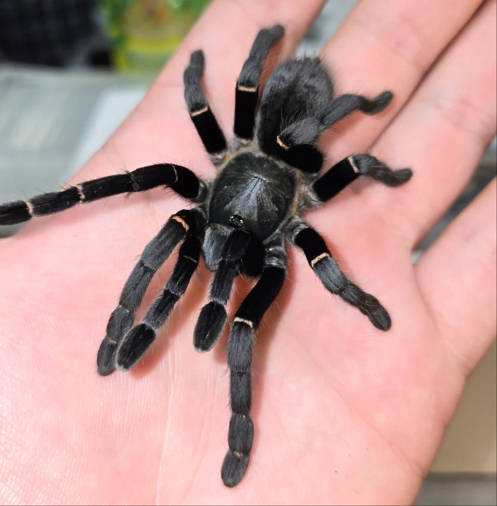 Ornithoctonus sp Uthai Thani female 3 inch female