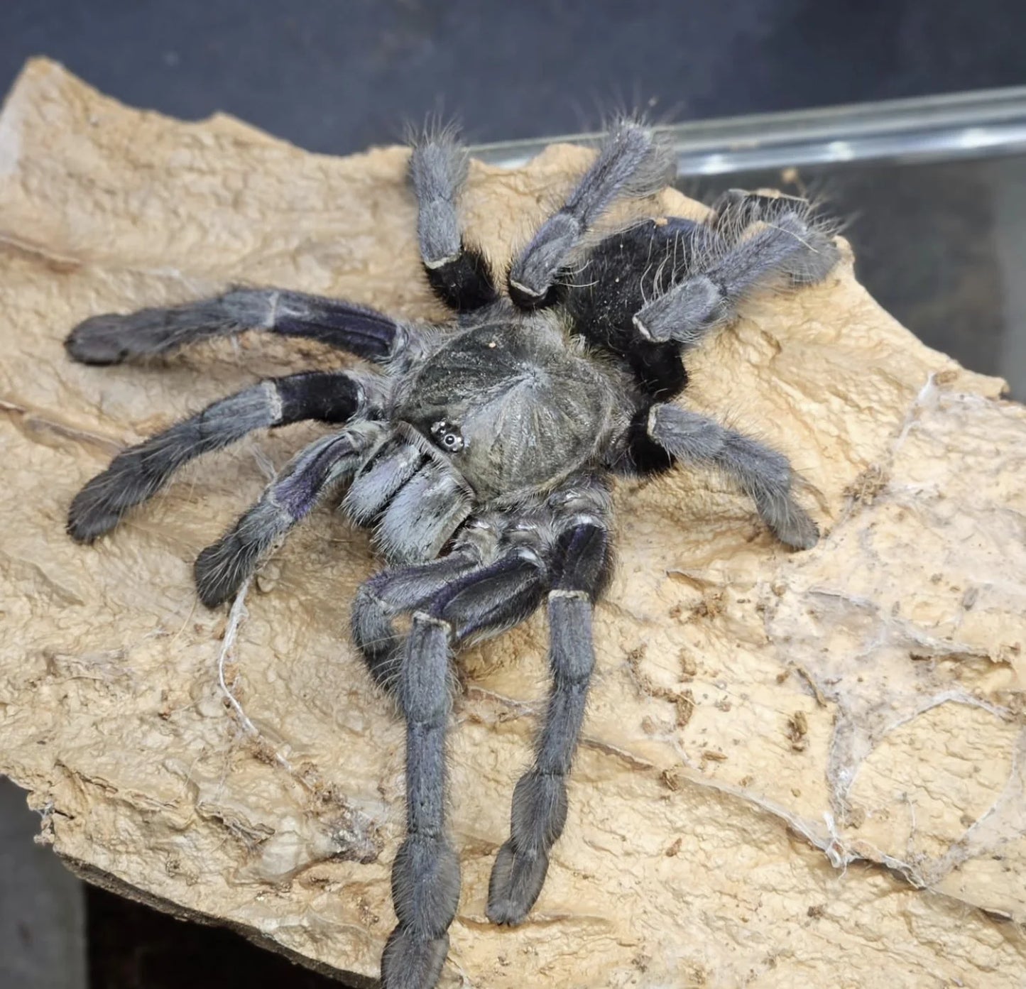 Ornithoctoninae sp charcoal (Buton Island Black) 1 inch