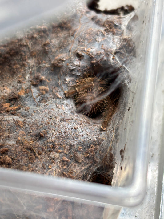 Omothymus schioedtei (Malaysian Earth Tiger) 1.5 inch