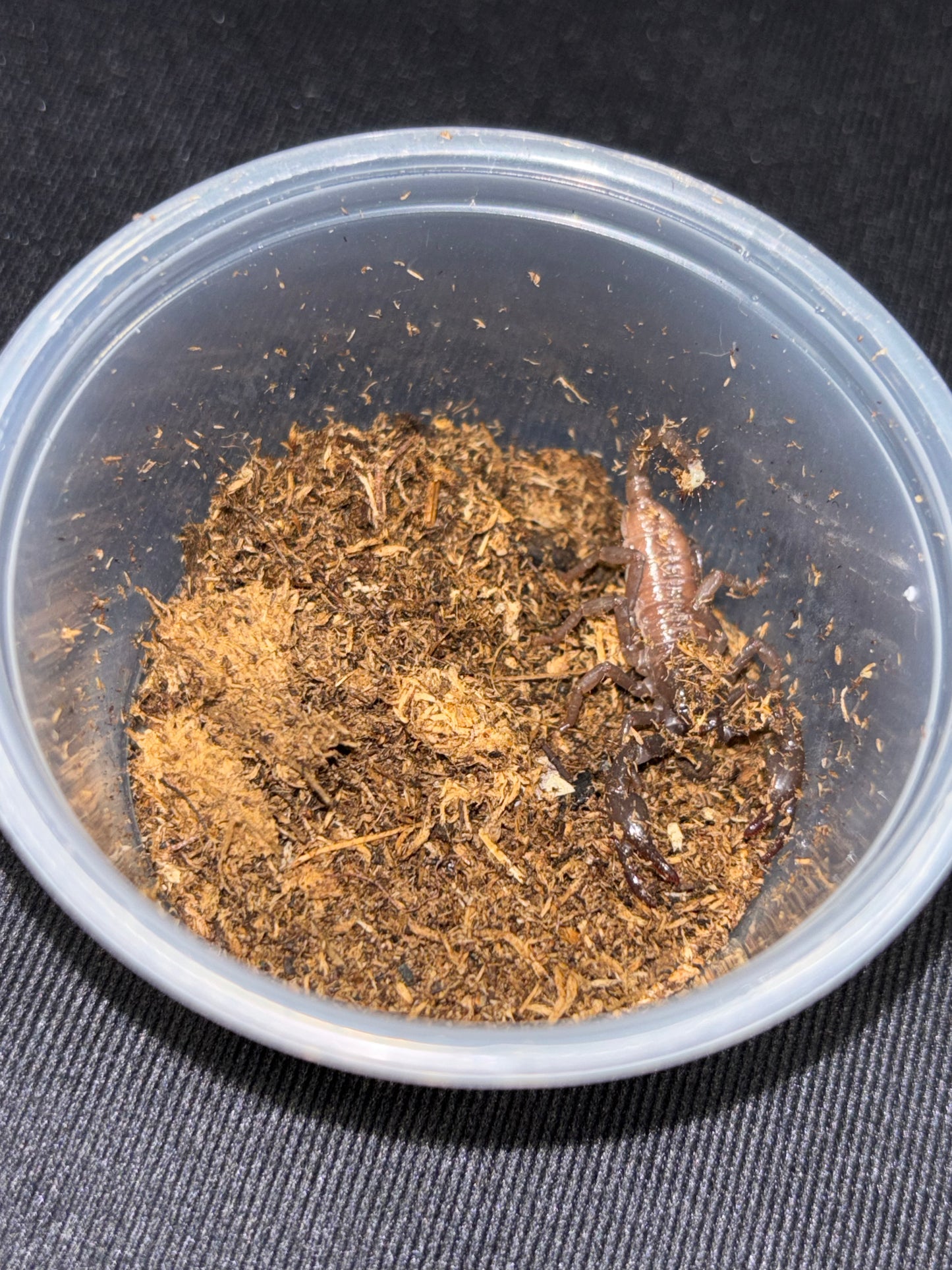 True Emperor Scorpion
