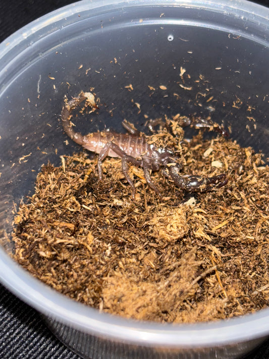 True Emperor Scorpion