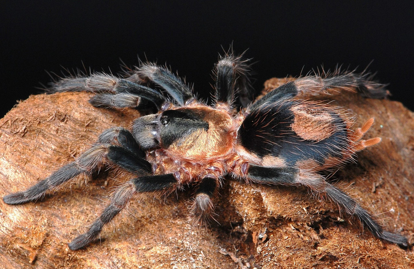 Cardiopelma mascatum