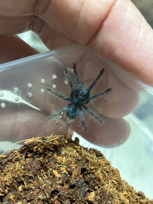 Phormictopus sp Sabana .5 inch