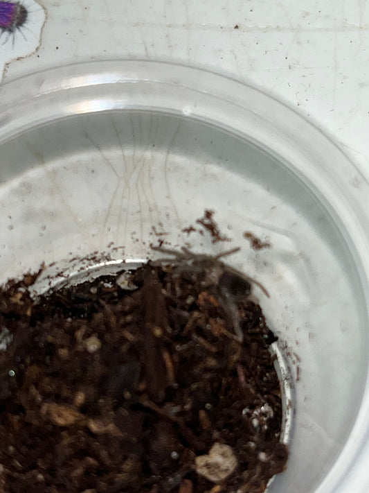 Tliltocatl Vagans (Mexican Redrump) .5 in