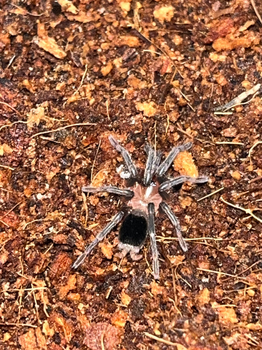 Bumba cf Tapajos (Tapajos Pink Head)