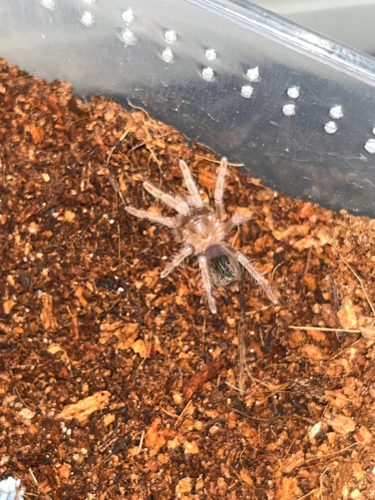 Aphonopelma sp Acapulco (Acapulco Flame Rump) female 1.25 in