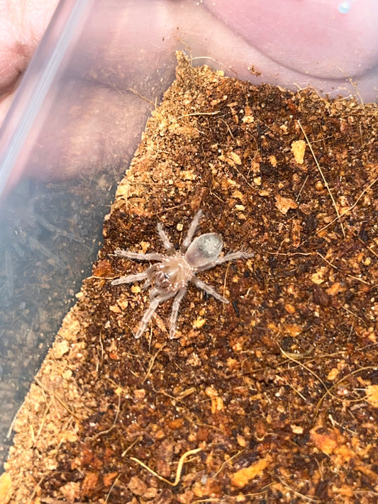 Aphonopelma sp Encinos (Encinos Amber) 1 in