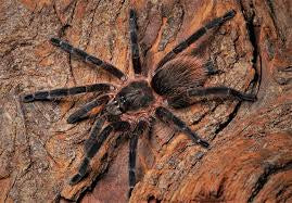 Dolichothele Minerium (Black Dwarf Beauty) .5 in
