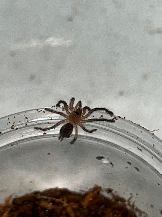 Dolichothele Minerium (Black Dwarf Beauty) .5 in