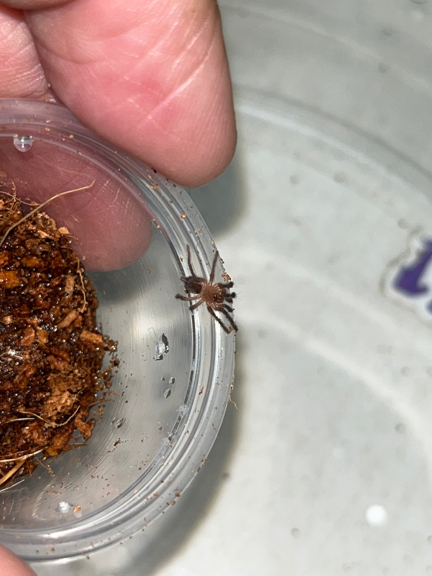 Dolichothele Minerium (Black Dwarf Beauty) .5 in