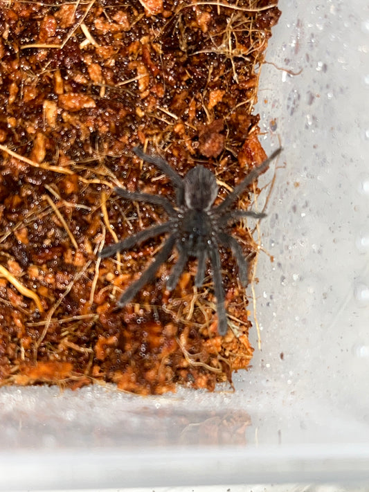 Cyriopagopus Lividius (Cobalt Blue/Emerald Green)