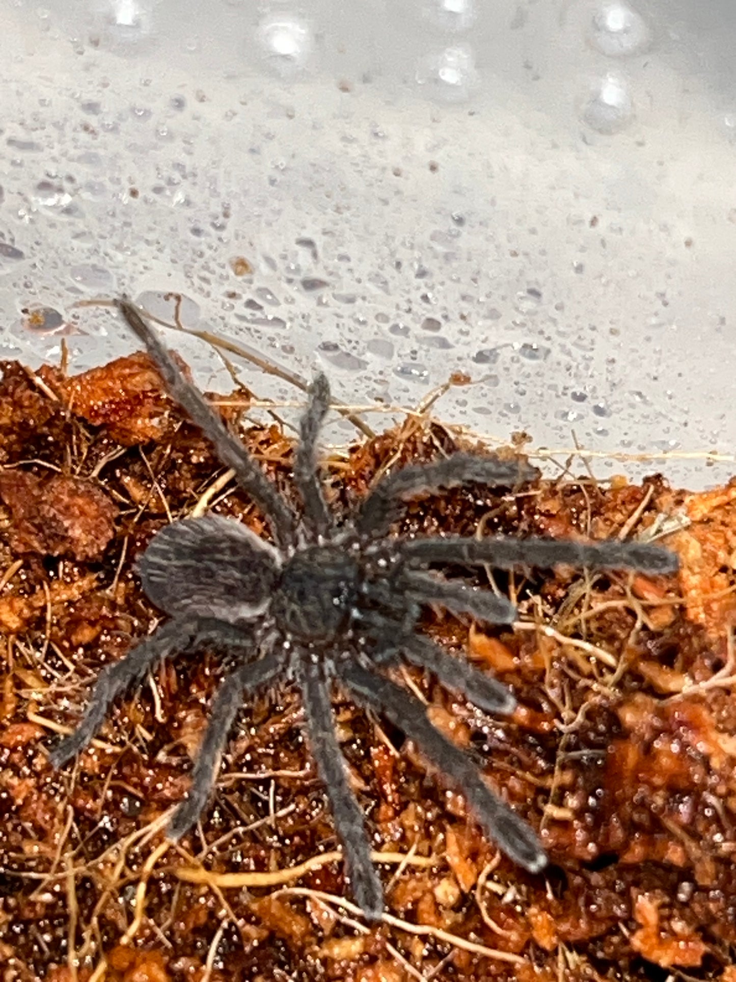 Cyriopagopus Lividius (Cobalt Blue/Emerald Green)