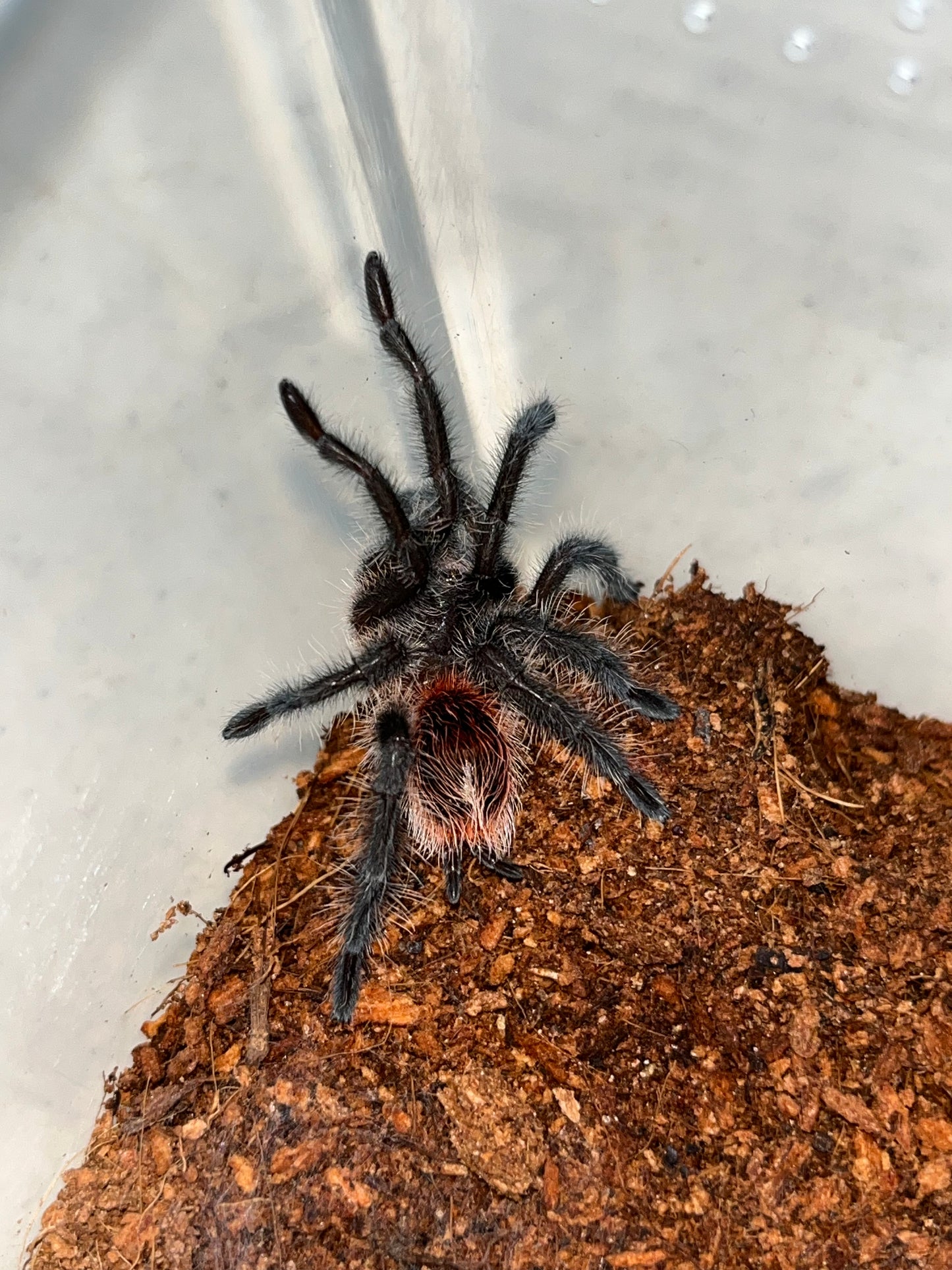 Grammostola Actaeon (Brazilian Redrump)