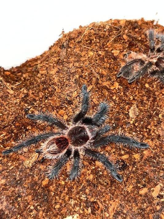 Grammostola Actaeon (Brazilian Redrump)
