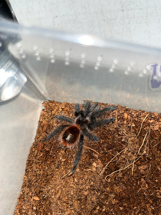 Grammostola Iheringi (Entre Rios)