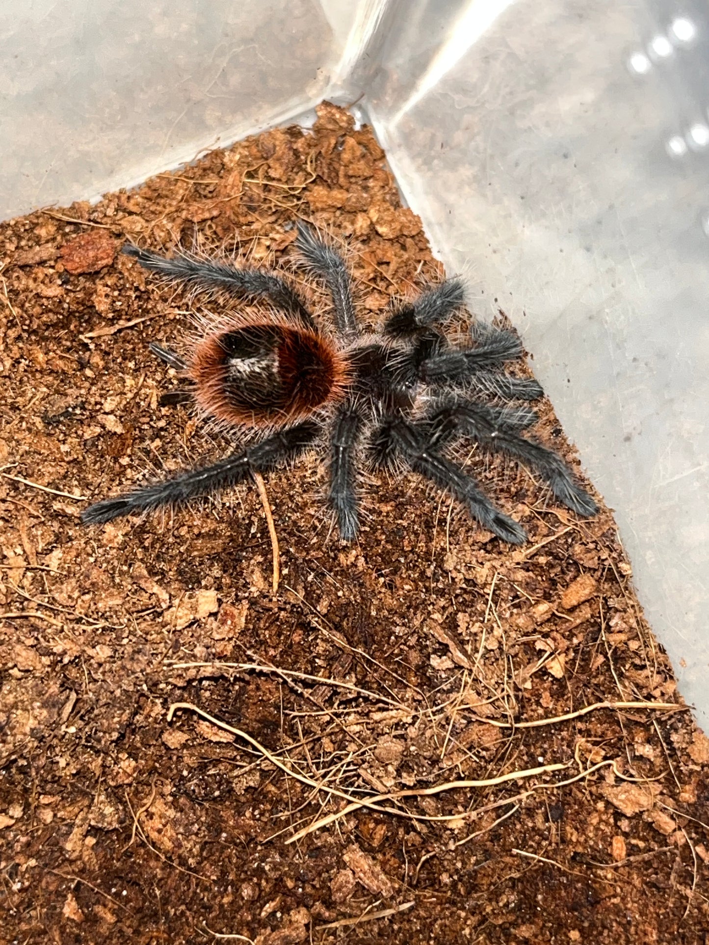 Grammostola Iheringi (Entre Rios)