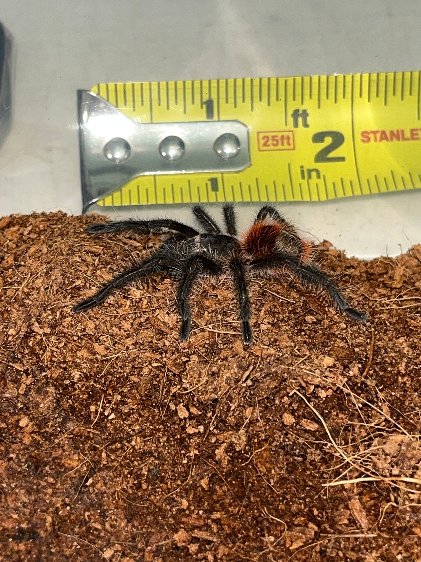 Grammostola Actaeon (Brazilian Redrump)
