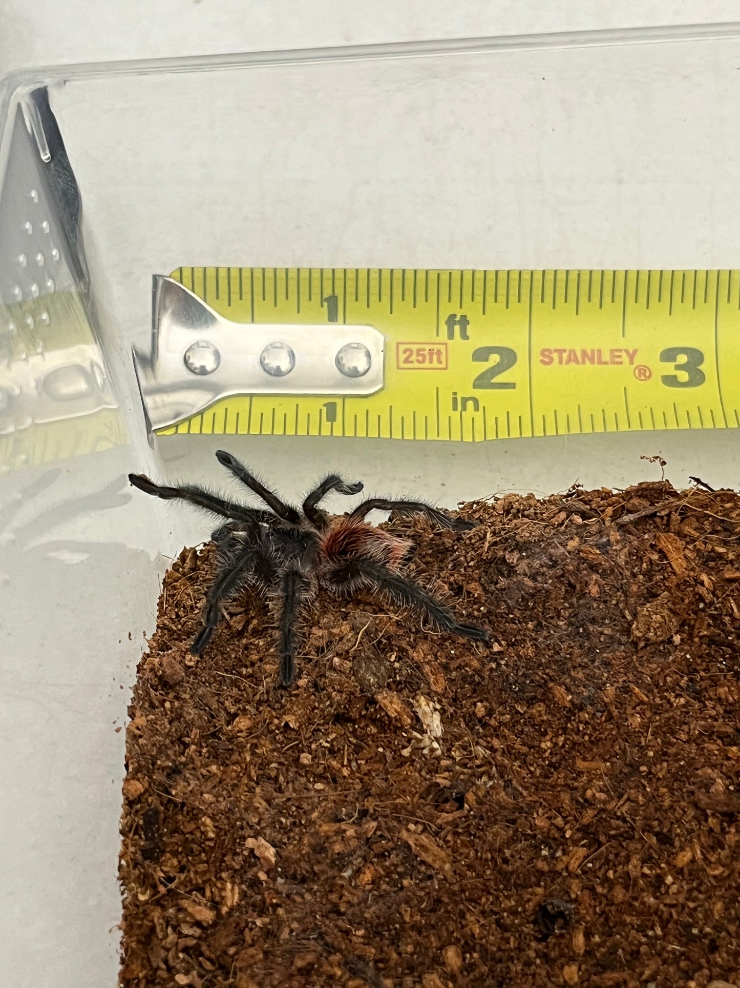 Grammostola Iheringi (Entre Rios)