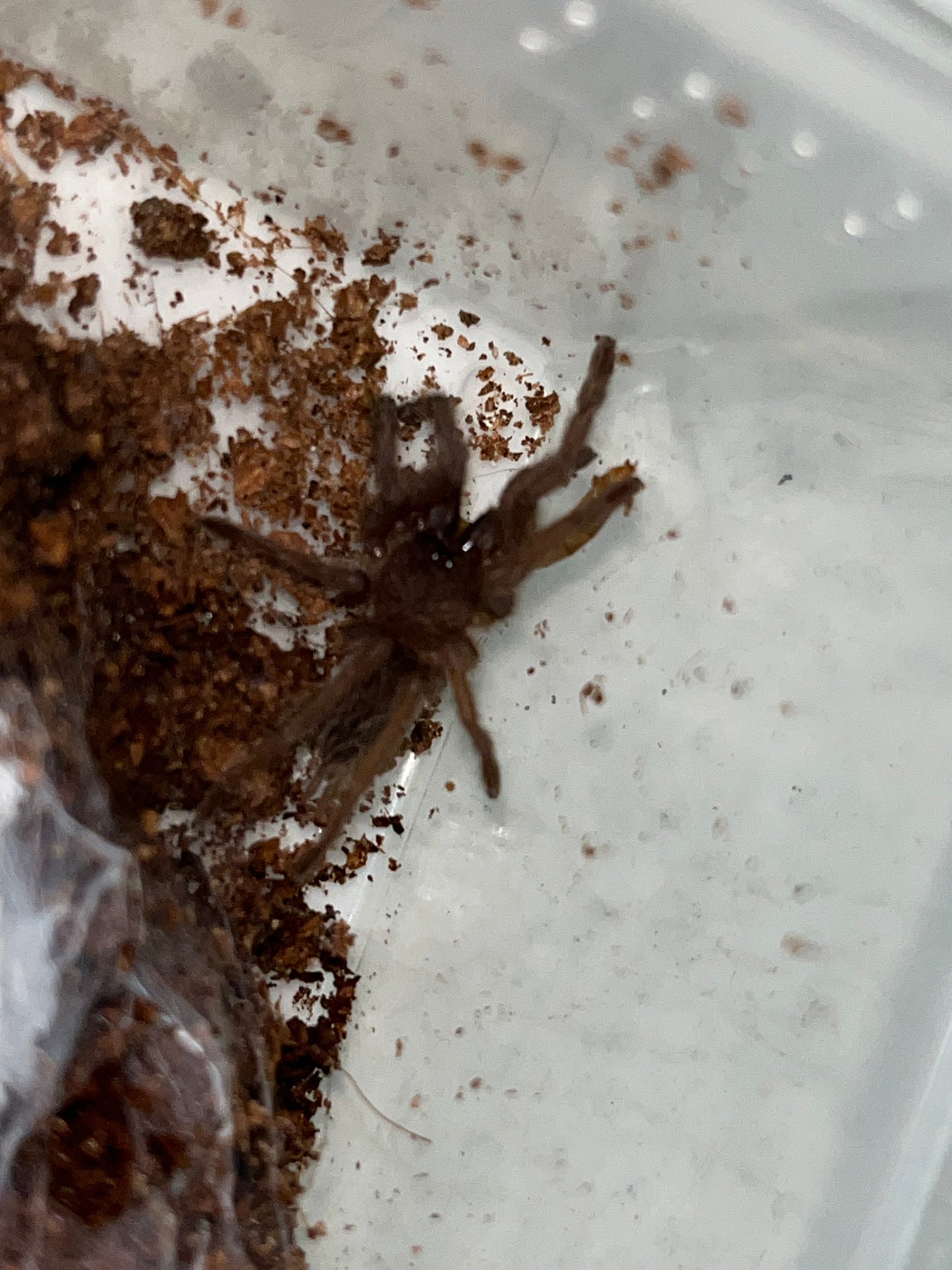 Chilobrachys Huahini (Asian Fawn) 2in