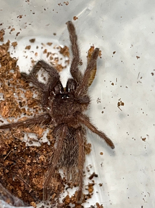 Chilobrachys Huahini (Asian Fawn) 2in