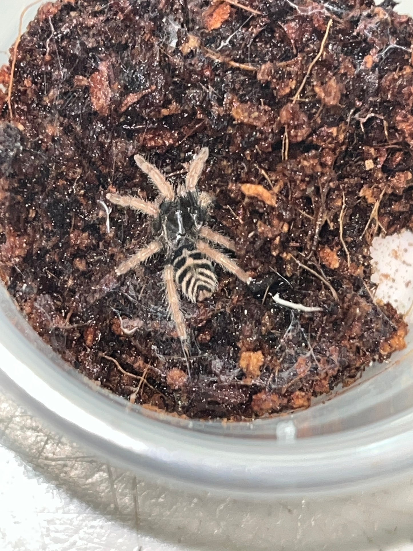 Davus sp Chiapas (Chiapas Tiger Rump)